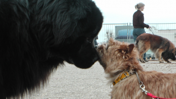 Der kleine mit der frechen Schnauze