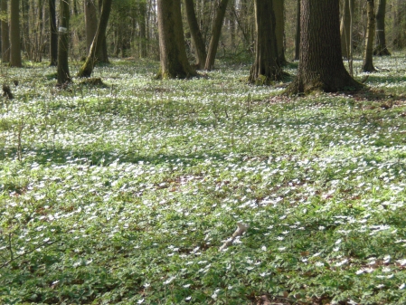 Die Buschwindröschen zaubern einen weißen Teppich