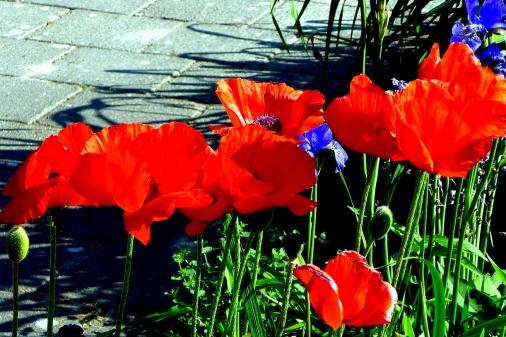 Mohn 