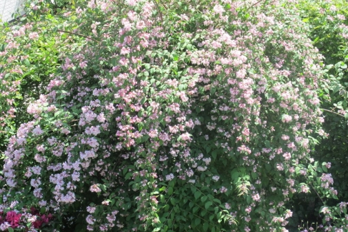 Unsere Kolkwitzie, nach 8 Jahren voll in Blüte