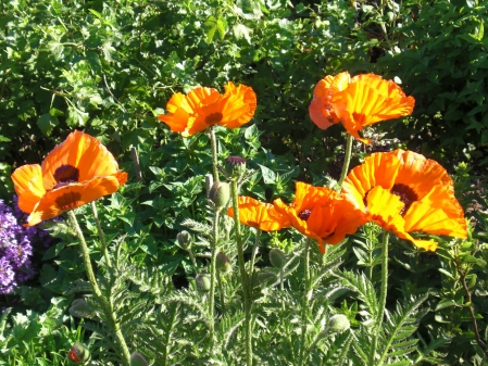 Türkischer Mohn mit hellroten Blüten