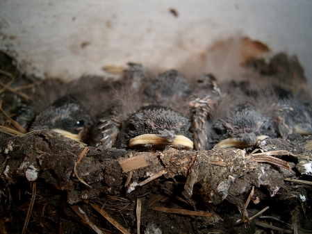 Tag 12 von jetzt an war Ruhe im Nest 