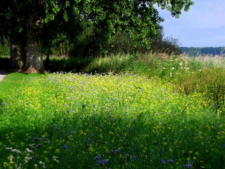 Blumenwiese im Ufergarten