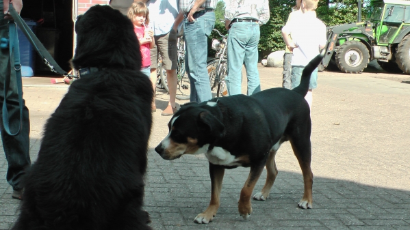 Hundebegegnung auf dem Hof 1