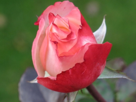 Die letzte Rose in diesem Jahr?