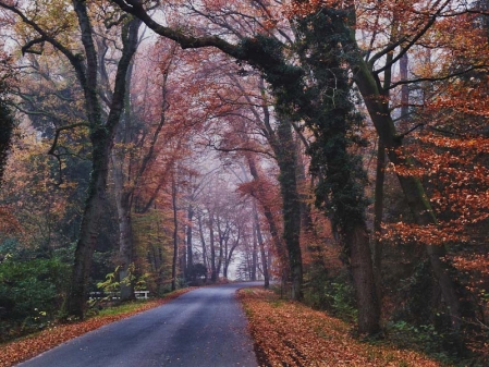 Fikensolterfeld (HDR)