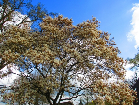 Blühende Felsenbirne in Bokel