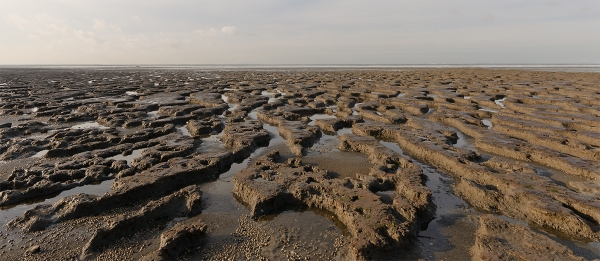 Das Bild, für das ich jetzt einen Preis bekam, entstand während einer Fotoexkursion auf dem Salzwiesen Lehrpfad beim Schwimmenden Moor in Sehestedt (Kategorie: Strand und Watt)