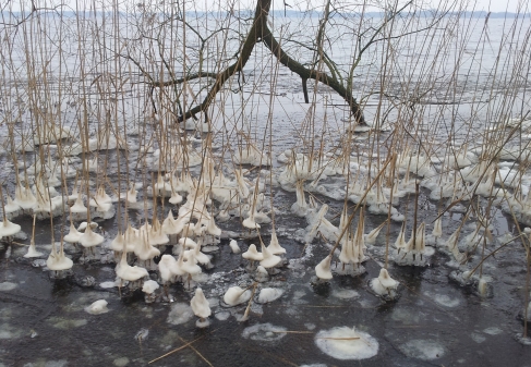 Zwischenahner Eisblumen