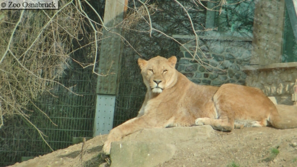 Löwe im Zoo Osnabrück
