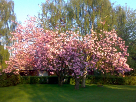 Ein Traum in rosa