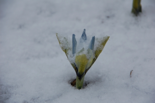 Blüten versinken im Schee