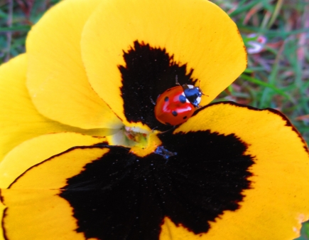 Marienkäfer auf Stiefmütterchenblüte