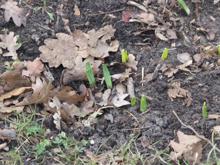 Osterglocken zeigen sich