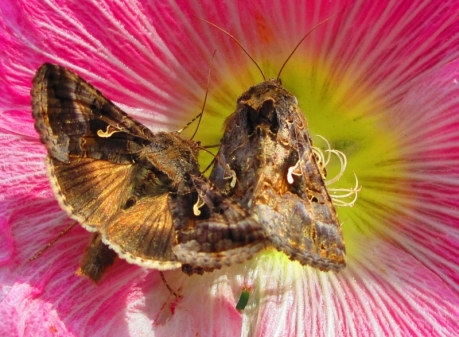 Motten oder Schmetterlinge in Stockrosenblüte