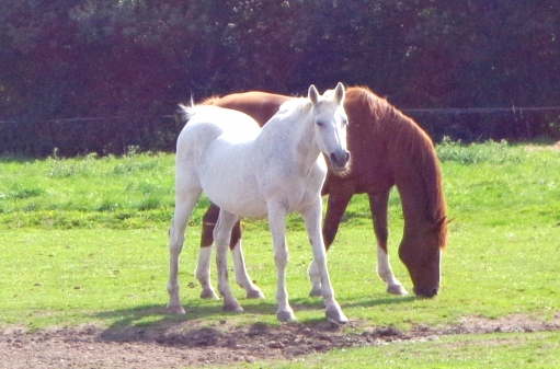 Bei Weener /Bunde 24.08.013