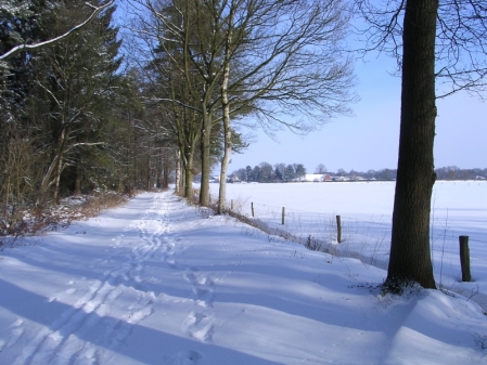 Januar: Winter im Mansholter Busch