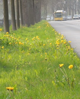 Löwenzahn