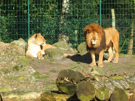 Löwen im Jaderberger Zoo