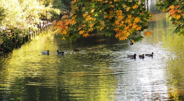 Goldig, die Entenfamilie schwimmt irgendwie etwas  angespannter als sonst üblich, man weiß nicht so recht was der Herbst so bringt.