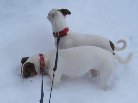 Nicht den Kopf in den Sand...äh Schnee stecken